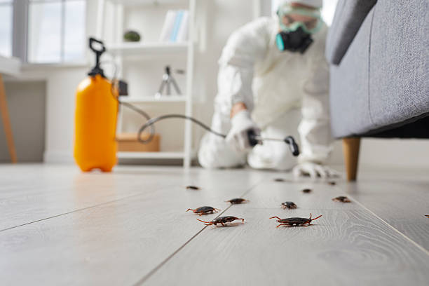 Post-Treatment Bed Bug Interceptor Monitoring in El Paso